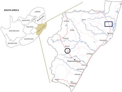 Detection of Mycobacterium bovis in nasal swabs from communal goats (Capra hircus) in rural KwaZulu-Natal, South Africa
